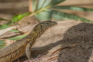 <span class="mw-page-title-main">West African Nile monitor</span> Species of reptile