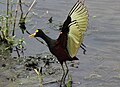 Jacana spinosa