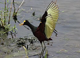 Geltonkaktė žakana (Jacana spinosa)