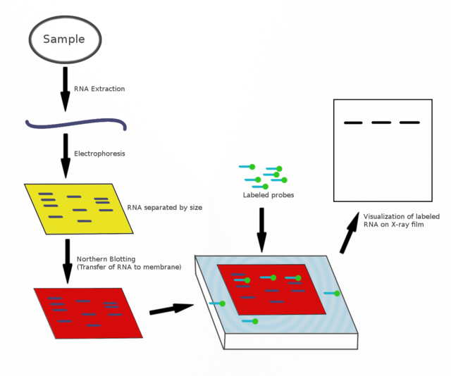 Northern blot - Wikipedia