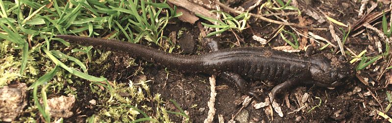 File:Northwestern Salamander (Ambystoma gracile).jpg