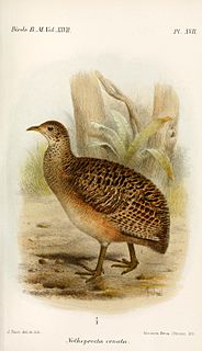 Ornate tinamou species of bird