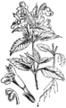 Galeopsis segetum Rumenkastobeli zébrat plate 231 in: Martin Cilenšek: Naše škodljive rastline Celovec (1892)