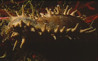 <i>Ocnus planci</i> Species of sea cucumber