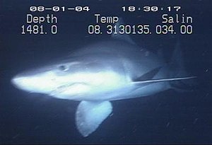 Shield tooth shark (Odontaspis ferox)