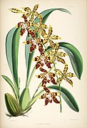 Odontoglossum spectatissimum Oncidium spectatissimum