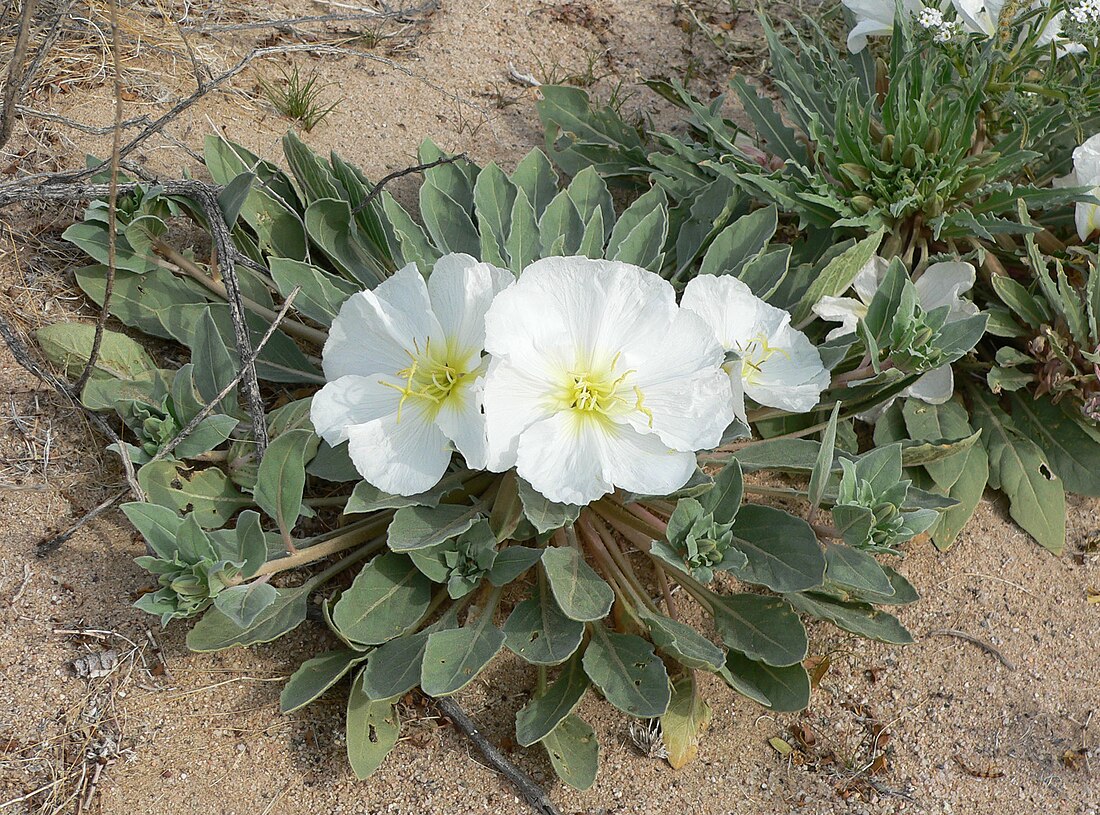 Oenothera deltoides