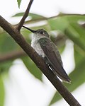 Miniatura para Leucippus chlorocercus