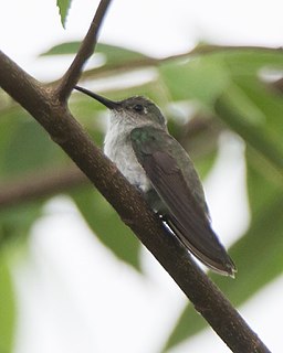 <span class="mw-page-title-main">Olive-spotted hummingbird</span>