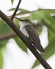 Olive-spotted Hummingbird.jpg