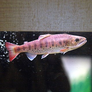 <i>Oncorhynchus masou macrostomus</i> Subspecies of fish