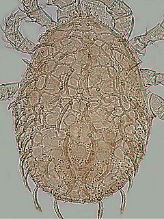 <i>Ameroseius lehtineni</i> Species of mite