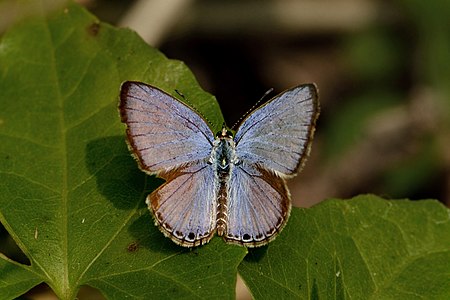 Dorsal view (male)