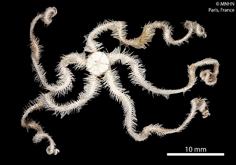 File:Ophiogymna funesta (MNHN-IE-2013-10242) 03.jpg