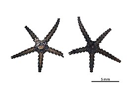 Ophiopyrgus biocalae (variante sombre, MNHN)