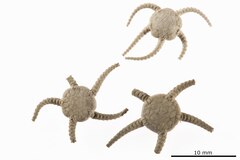 File:Ophiura carnea - OPH-000432 hab-dor.tif (Category:Echinodermata in the Natural History Museum of Denmark)