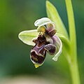 Ophrys × olbiensis Portugal - Algarve