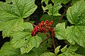 Foliage and berries (Denmark)