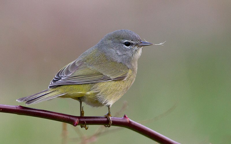 File:Orange-crowned Warbler - Flickr - Fyn Kynd.jpg