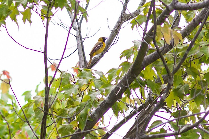 File:Orchard oriole (19568861868).jpg