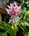 Orchis italica