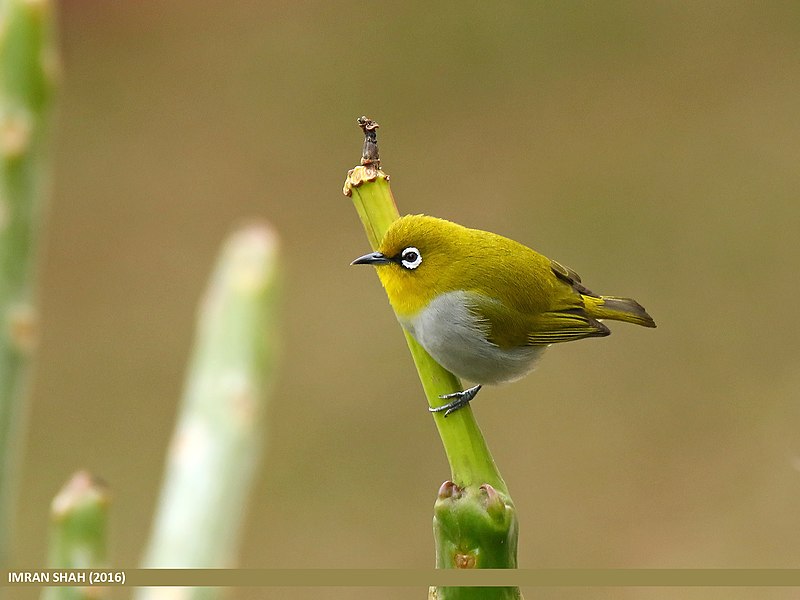 File:Oriental White-eye (Zosterops palpebrosus) (25428326622).jpg