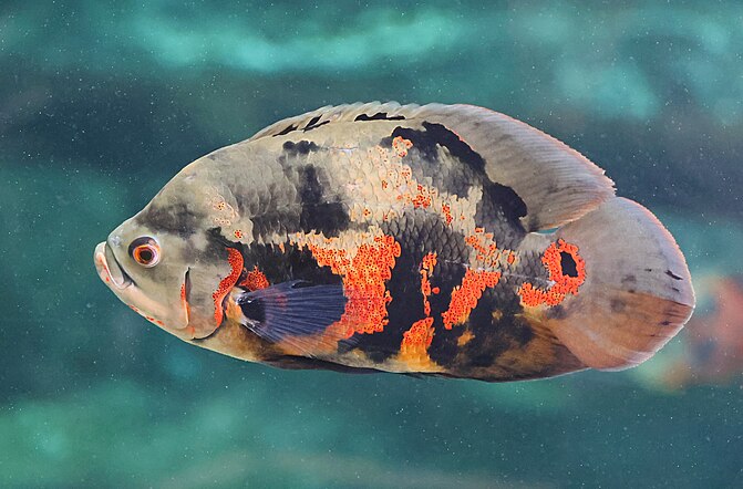 Poisson Oscar