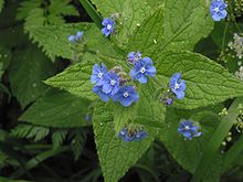 Overblijvende ossentong Pentaglottis sempervirens крупным планом.jpg