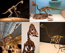 Oviraptorosauria diversity