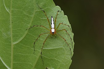 Oxyopes shweta