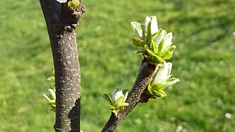 Buds of pears-quince-tree