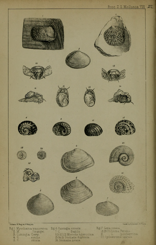 <i>Cumingia</i> Genus of bivalves