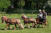 Ponies in a tandem hitch Paarden tandem.jpg