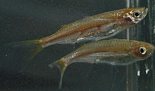 <i>Parachela</i> Genus of fishes