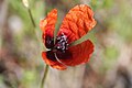 (Papaver argemone)