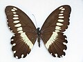 Papilio gallienus (Narrow-banded Swallowtail)