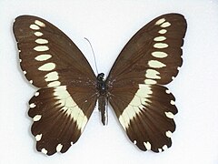 Papilio Gallienus