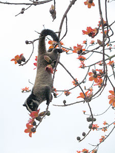 Paradoxurus hermaphroditus кормление.jpg