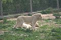 Sư tử trắng trong Sở thú tại Tunesia
