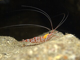 <i>Parhippolyte</i> Genus of crustaceans