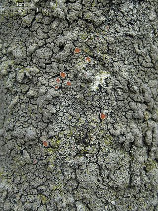 <i>Parmeliella</i> Genus of lichen