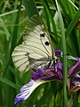 Parnassius mnemosyne