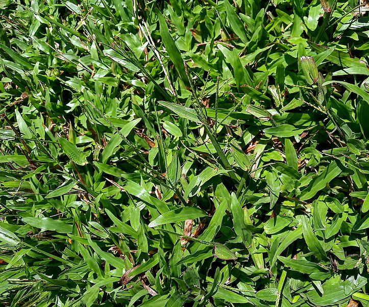 File:Paspalum conjugatum (Poaceae) 01.jpg