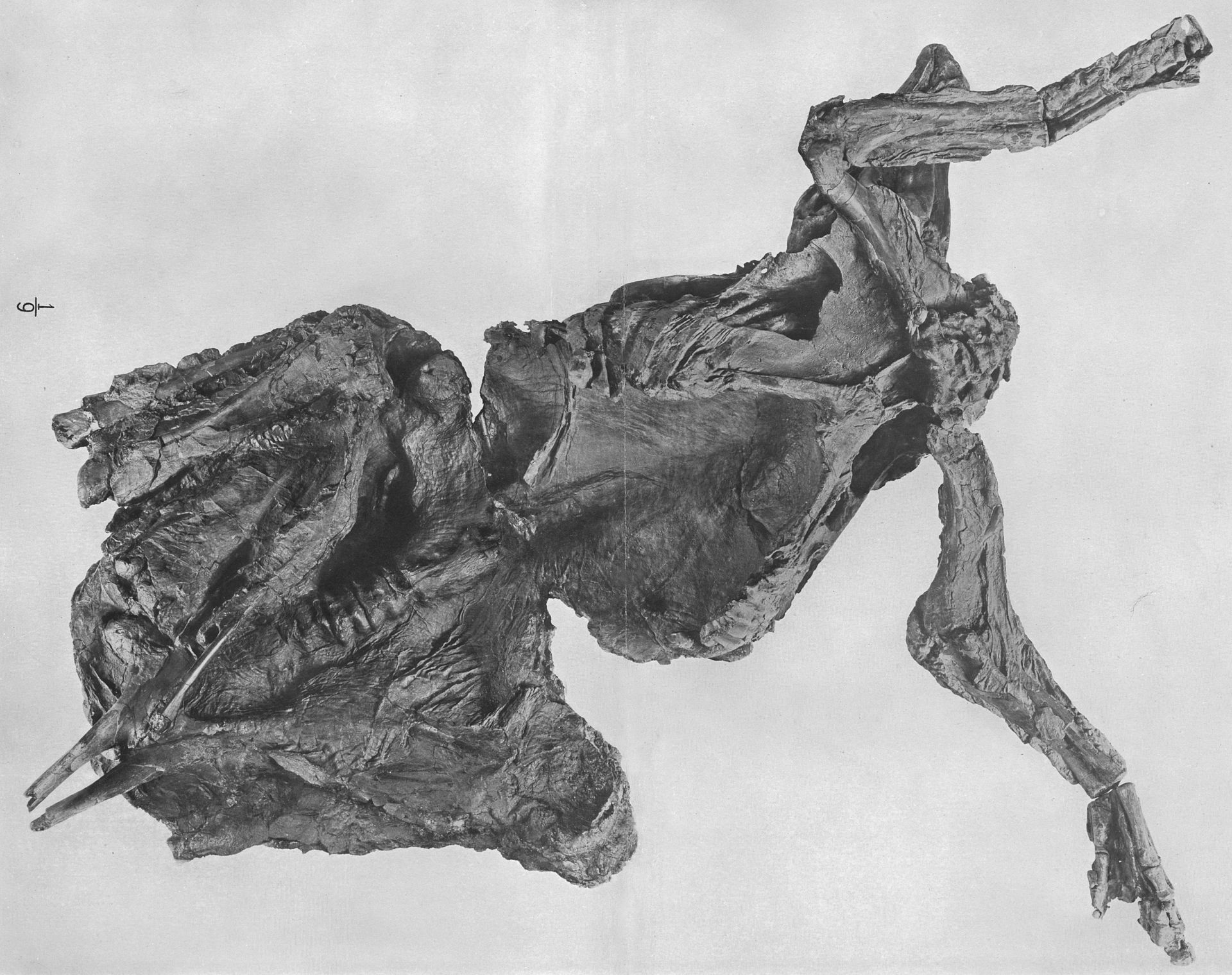 View of the right side of the mummy