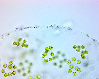 <span class="mw-page-title-main">Tetrasporaceae</span> Family of algae