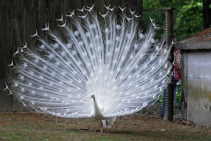 File:Pavo cristatus -Southwicks Zoo, Massachusetts, USA -albino-8a (1).jpg