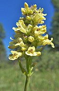 Flowers of Penstemon confertus