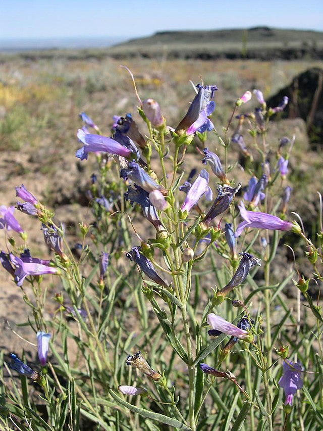 Penstemon Azureus