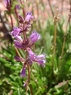 <i>Penstemon pinorum</i> Species of flowering plant