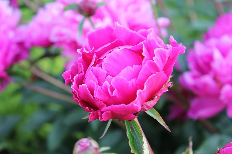 File:Peonia 023.jpg